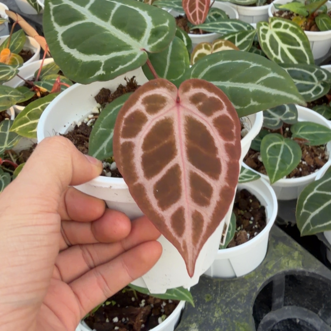 何***家完全开放马卡龙花烛