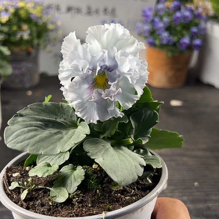 当前无花朵，栽培后可花朵054号