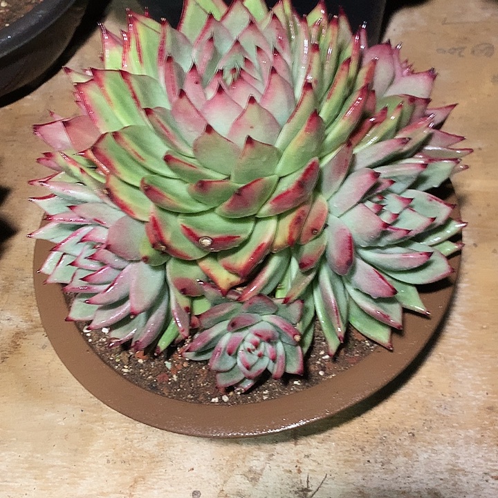 美肉特价活动开始啦