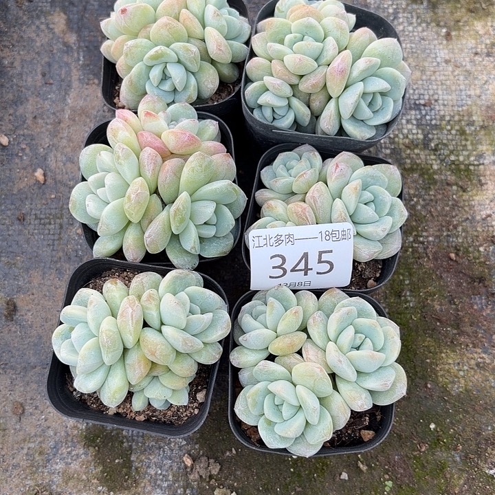 听***雨345 号到手1框～yu一物一拍