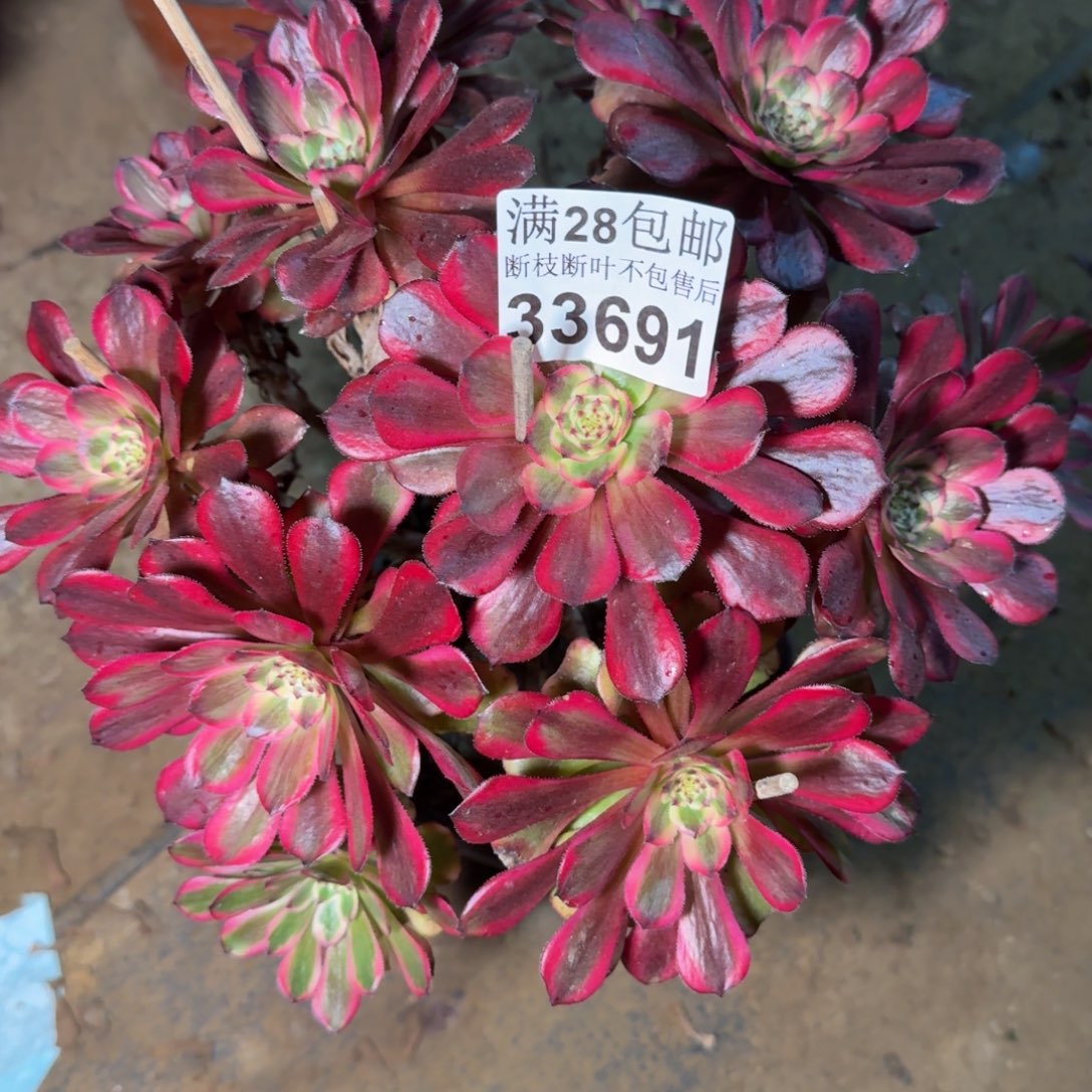 33691法师多肉植物