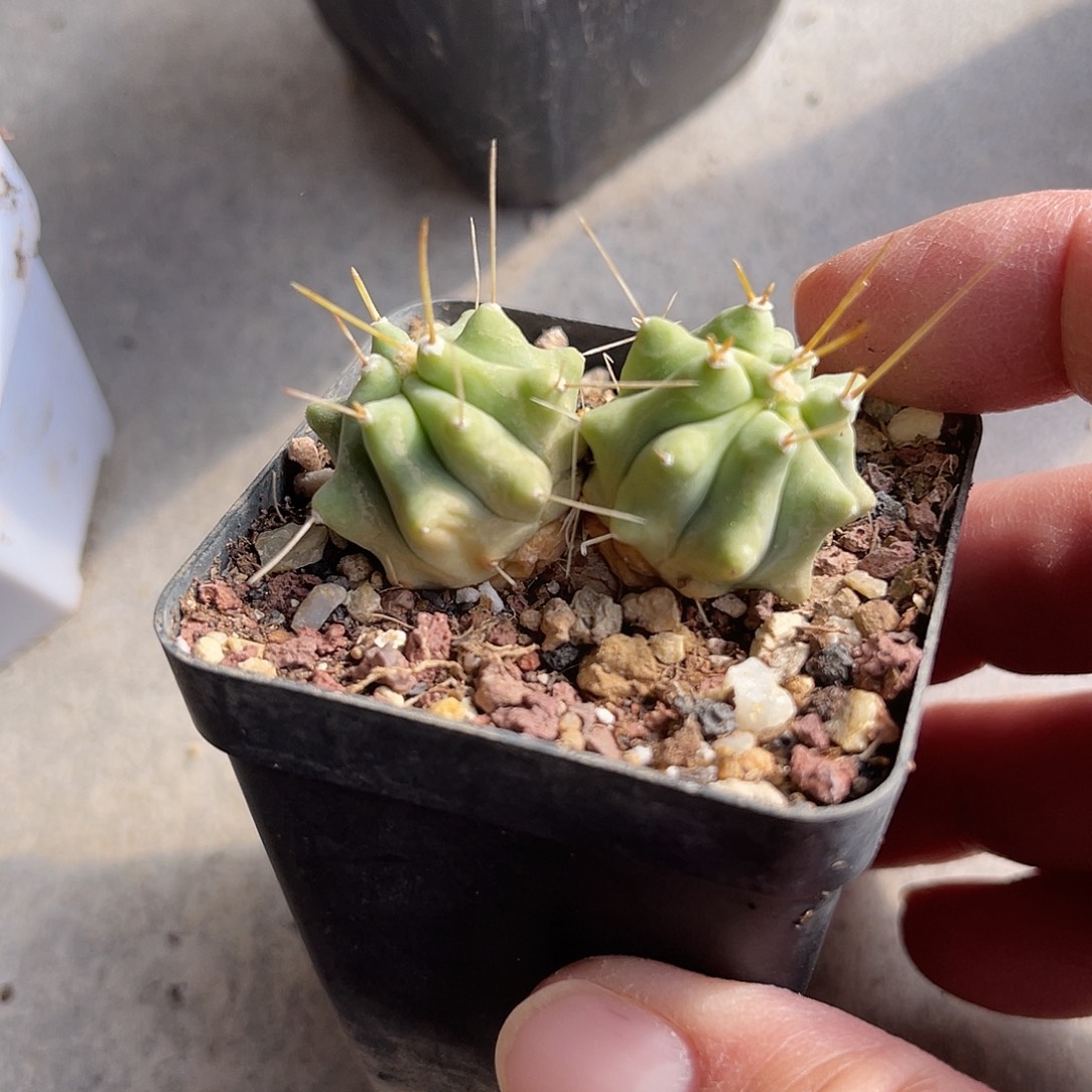 双胞胎王冠龙仙人球