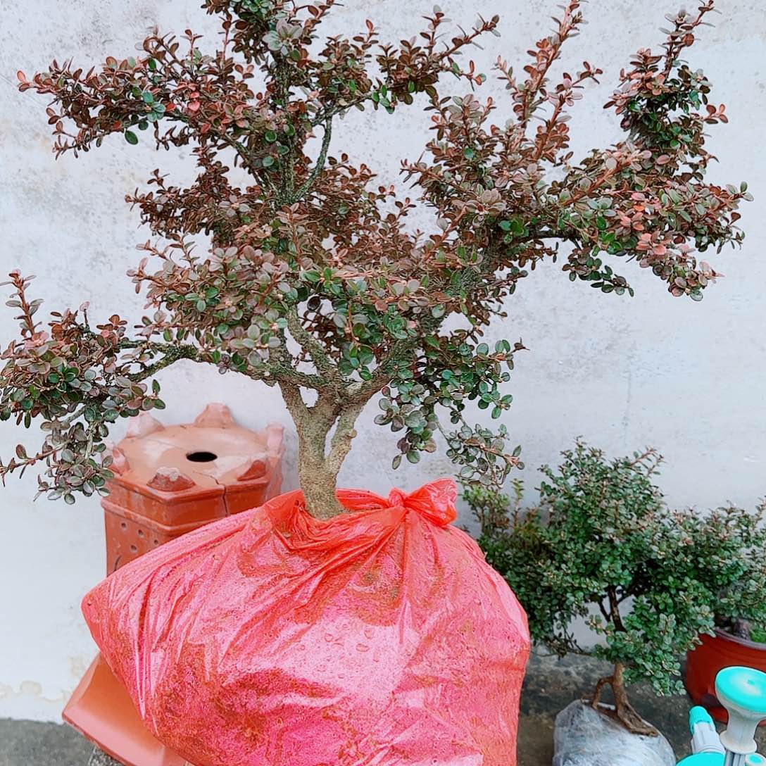 完全开放珍珠黄杨