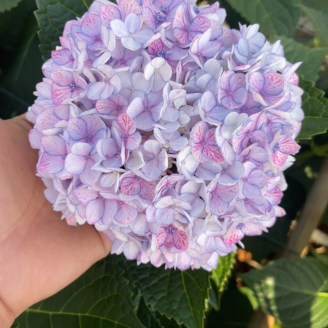 绣球切花一物一拍3枝起包邮，130