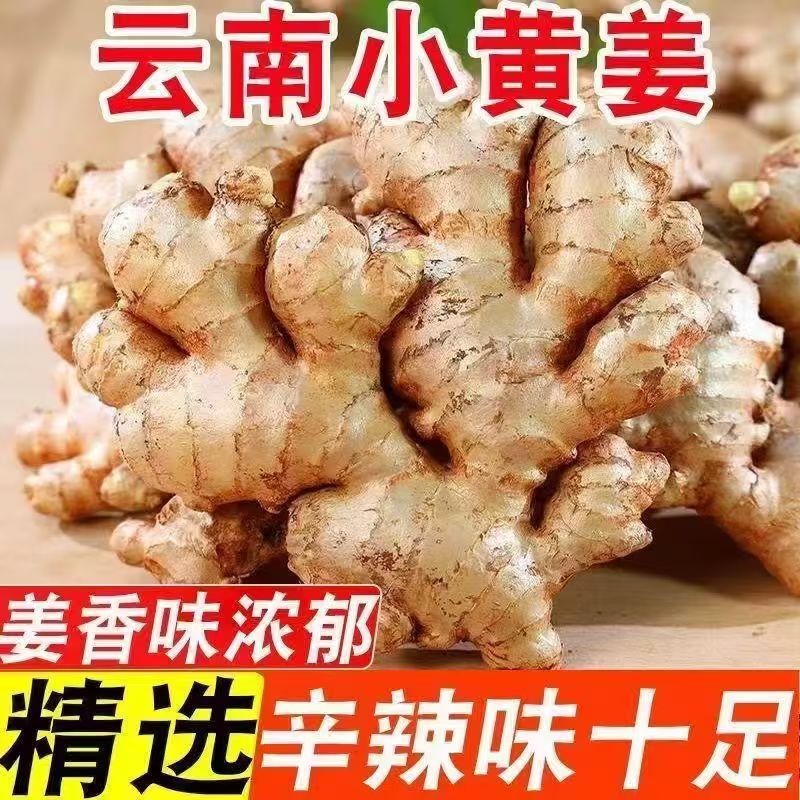 【云南小黄姜】辛辣老姜新鲜现挖山地种植生姜家庭必备QD111