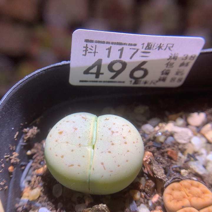 精品生石花117.496