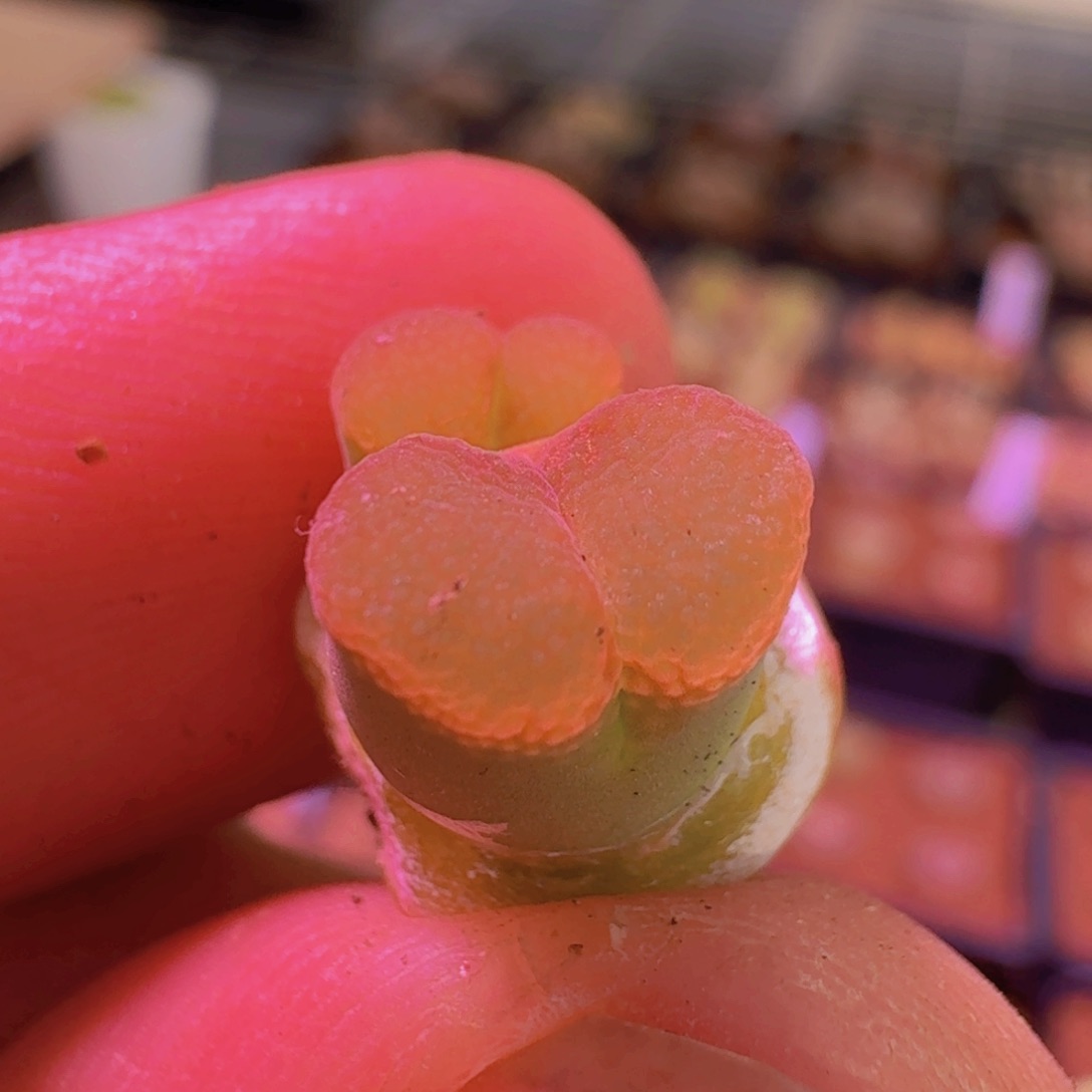 云缦新春特惠6.63日系鱼籽酱优选 多肉