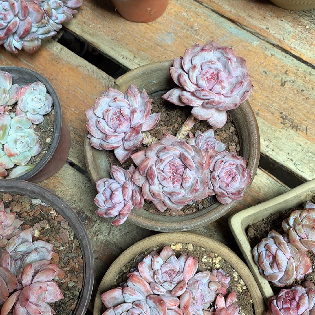 星影多肉植物哈哈哈