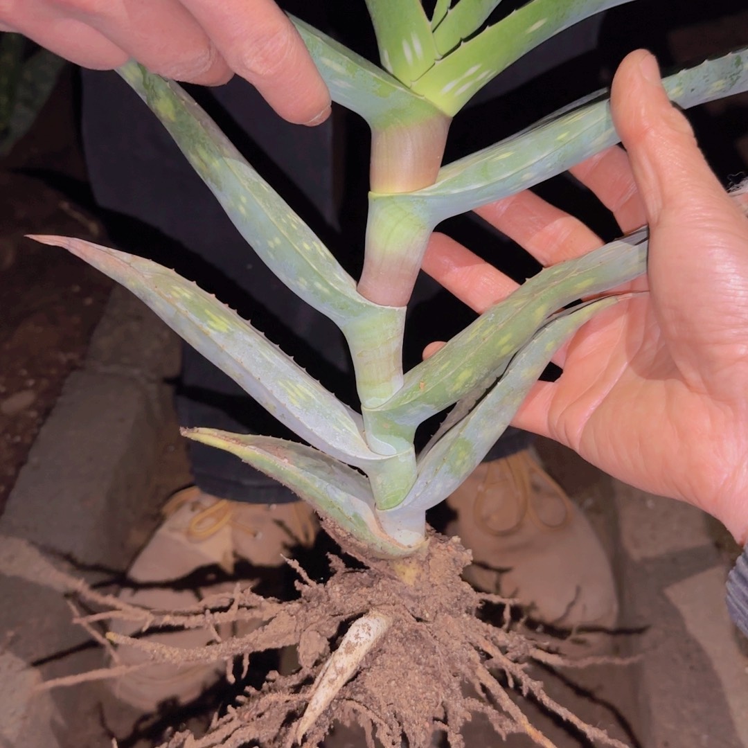 小***嘛块根植物块根植物