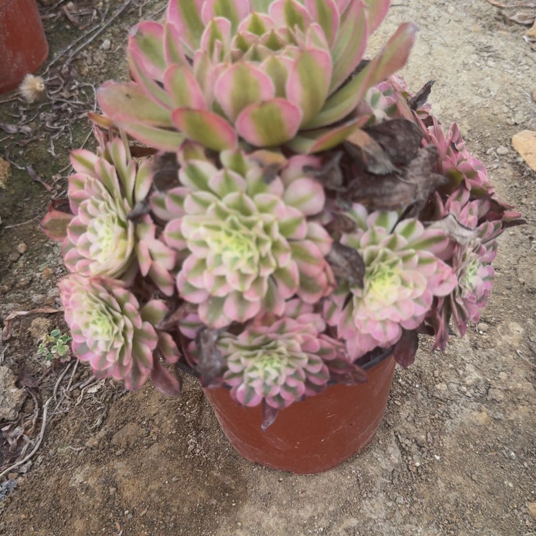 631铜白。多肉植物