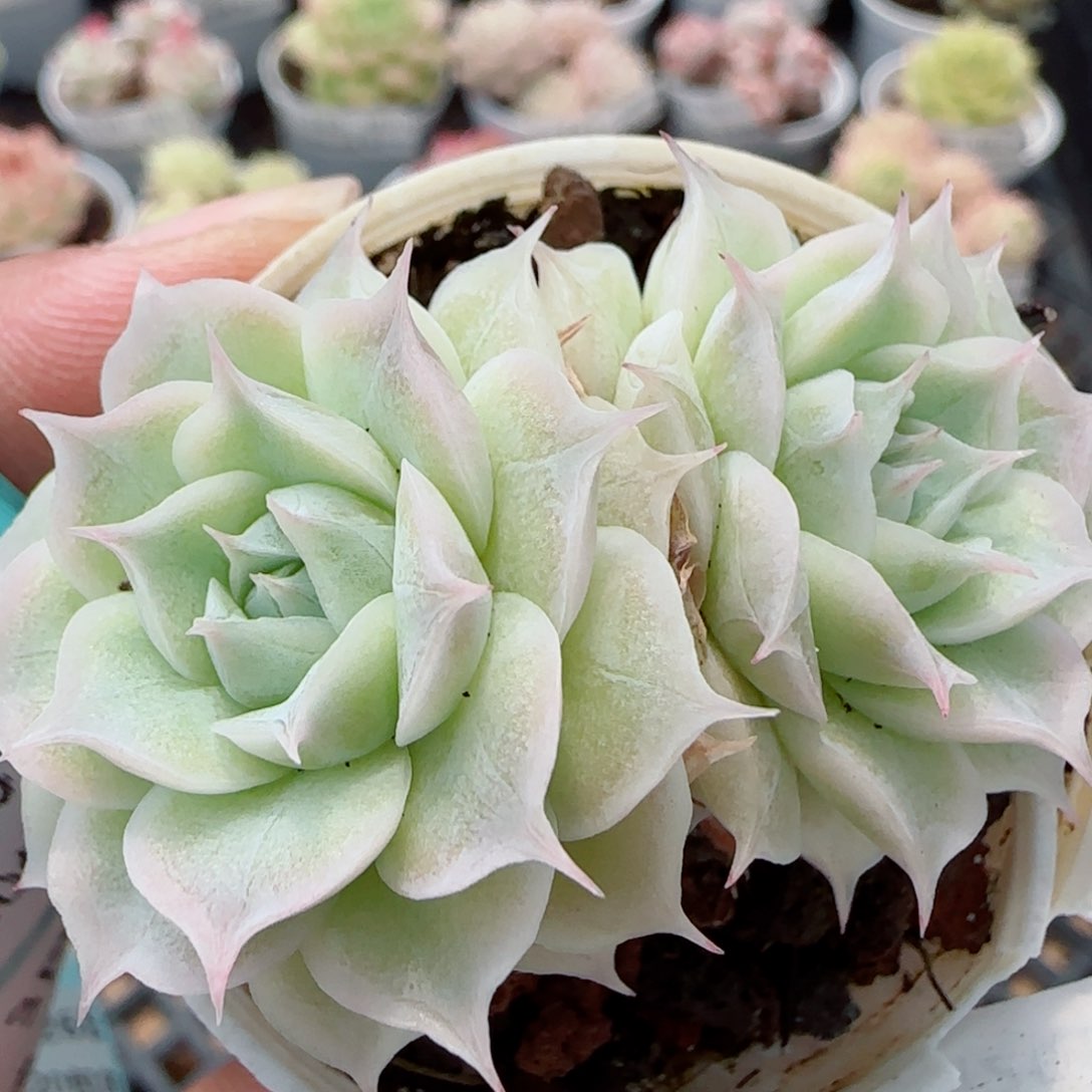 花语逸镜0326-195