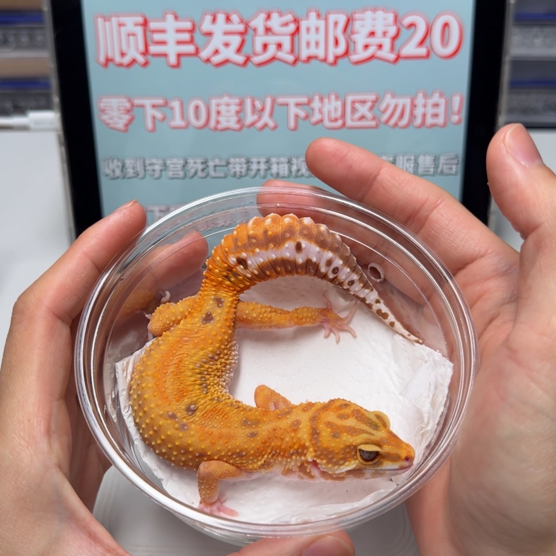 豹纹守宫暴龙妹妹