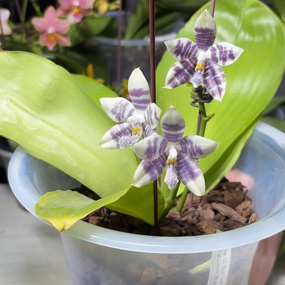 动***观大部分开放少量花苞