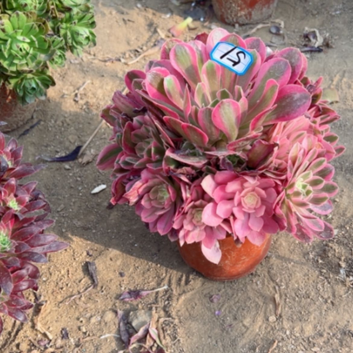 【闪购商品】多肉植物香飞51