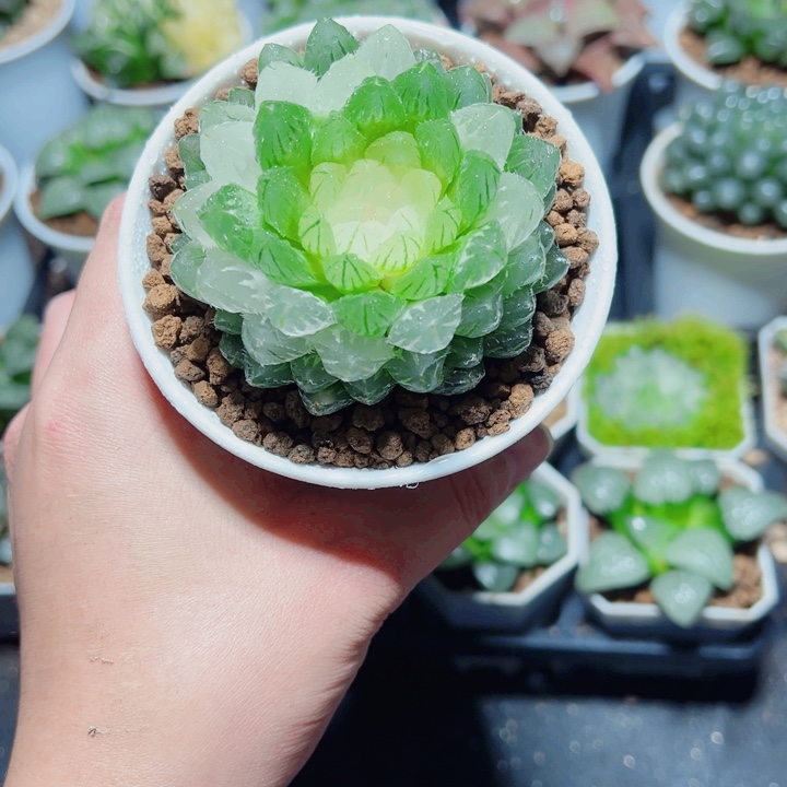 翠云玉露锦多肉植物