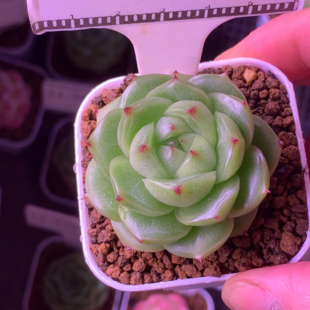 青柠麦秆精品多肉58包邮