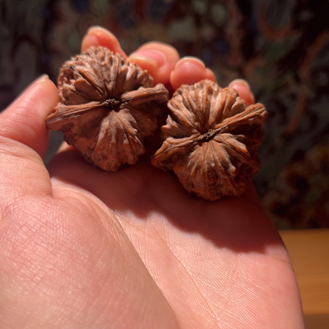 星***辰木质39尺白狮子全品