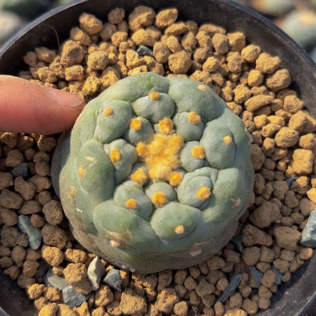 G499g g g g g g g g