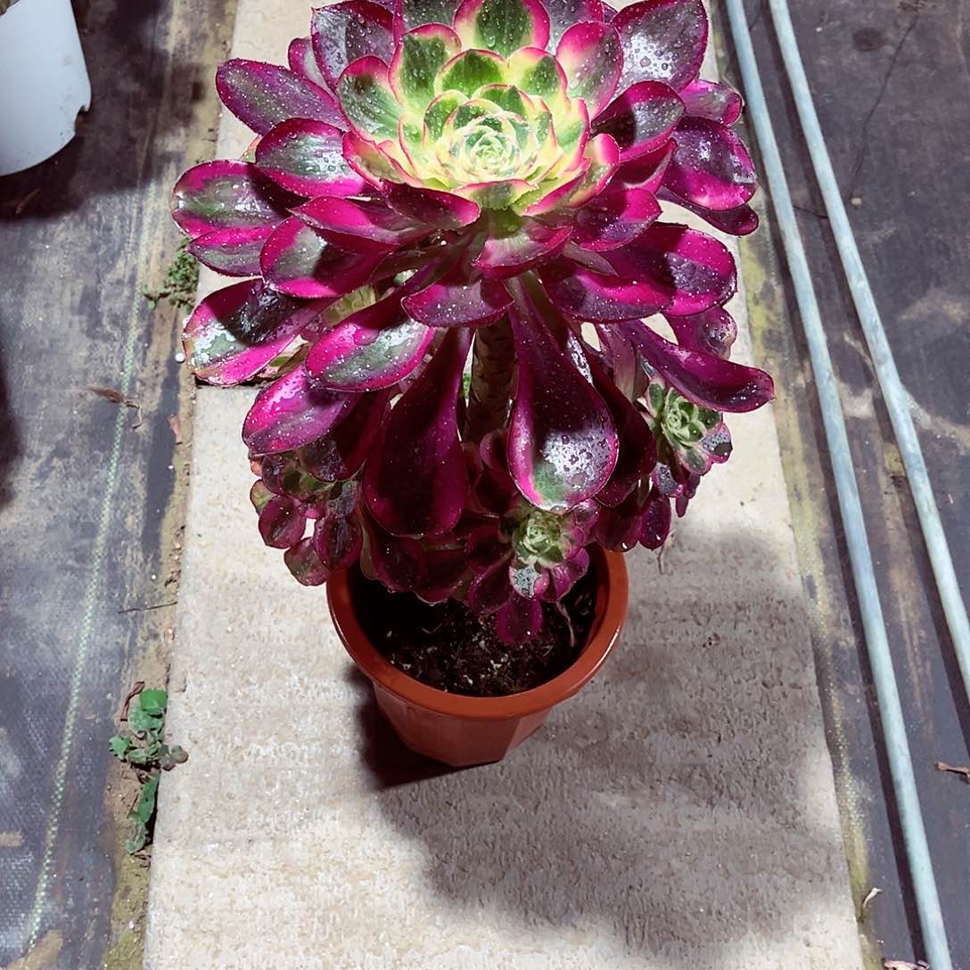 法师多肉漂亮漂亮