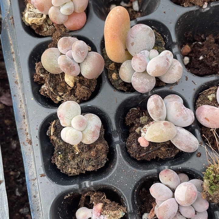 白***兔一物一拍满18包邮4颗