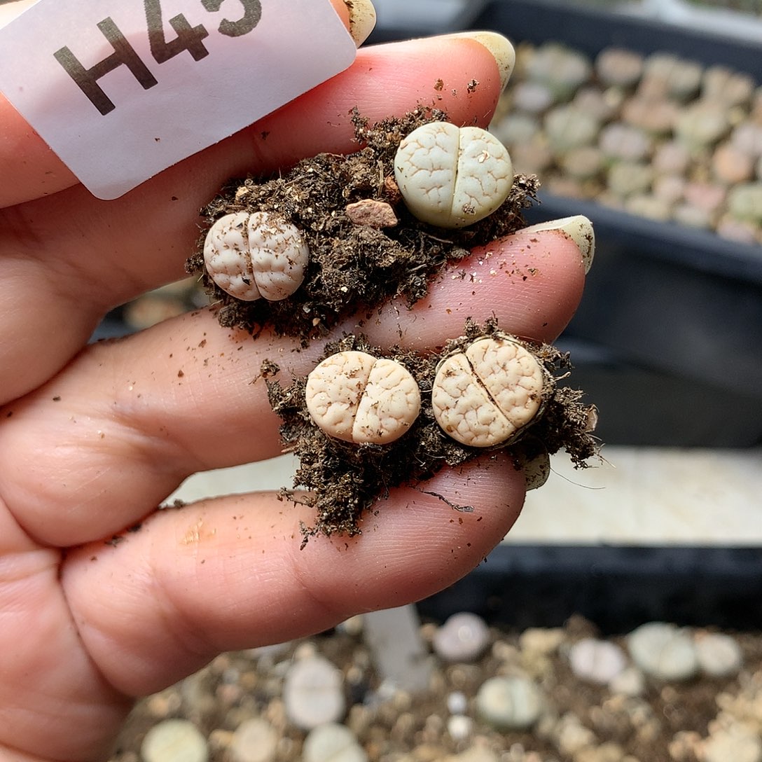 关**过H45多肉植物保护