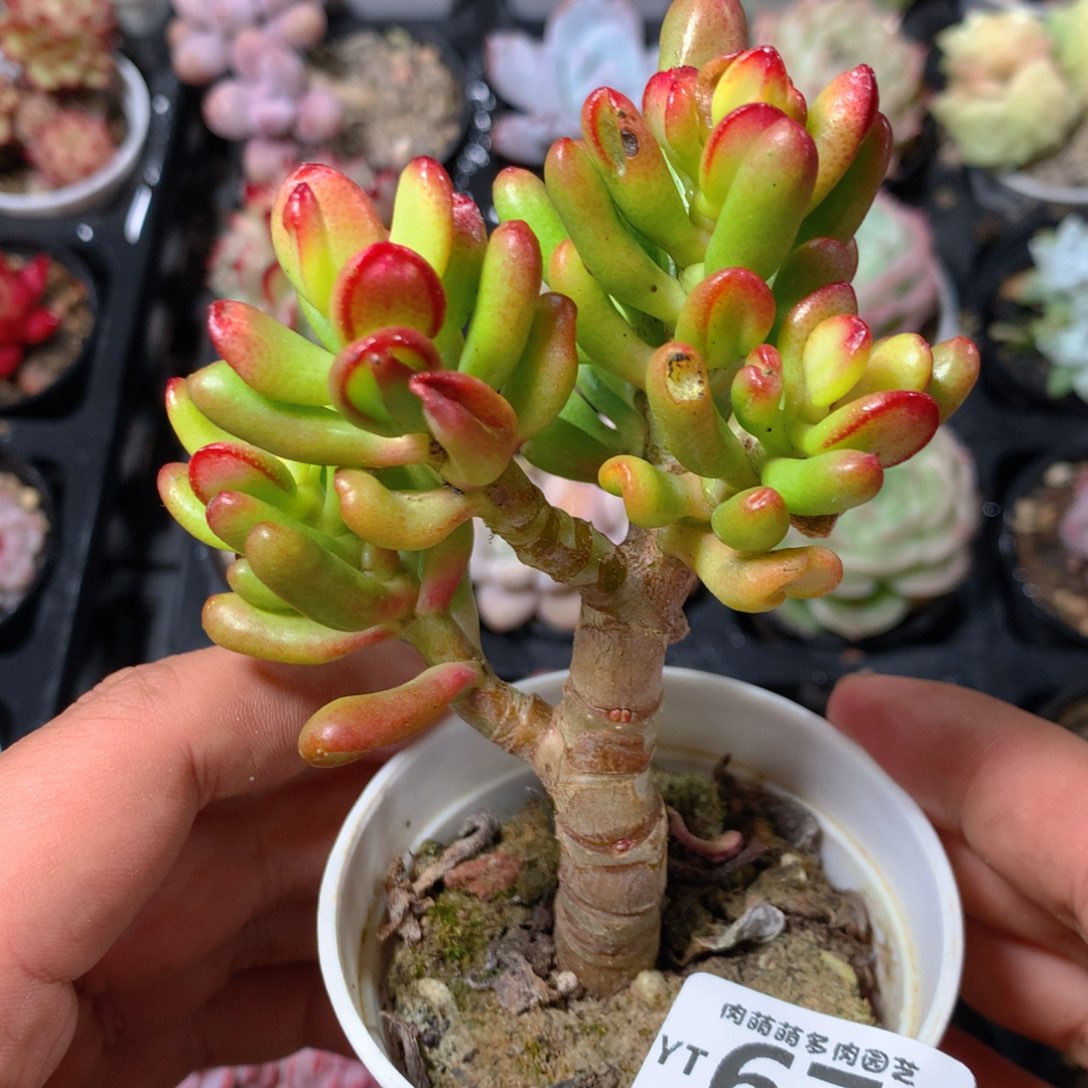 5CM拇指盆精控多肉YT678