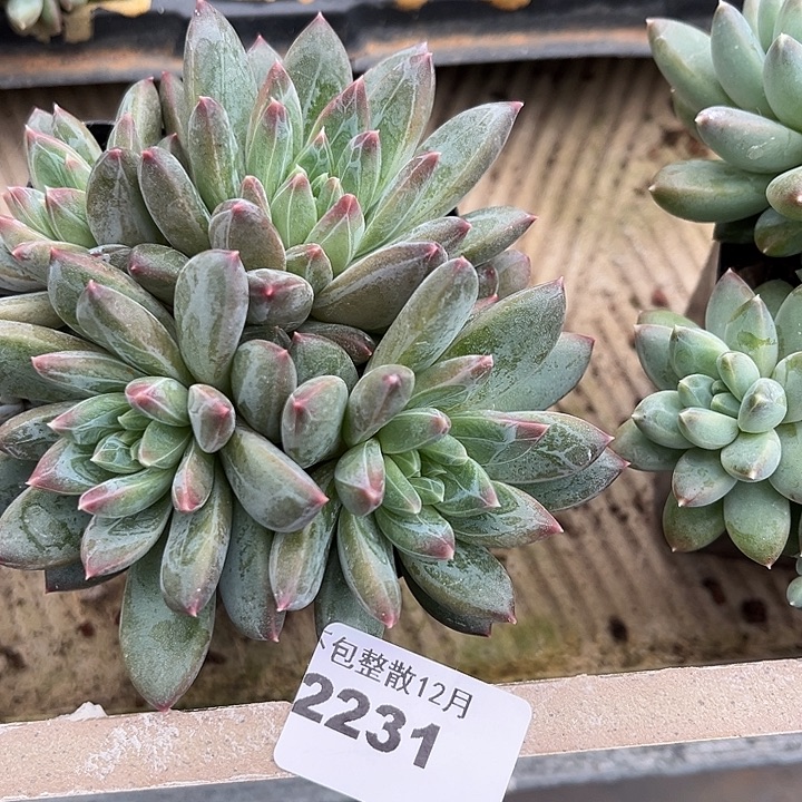 阿雅园艺。      2231