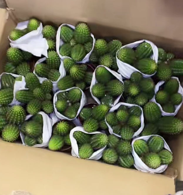 二妹园艺【  1颗   法三群生   嫁接落地根 】脱土随机发货