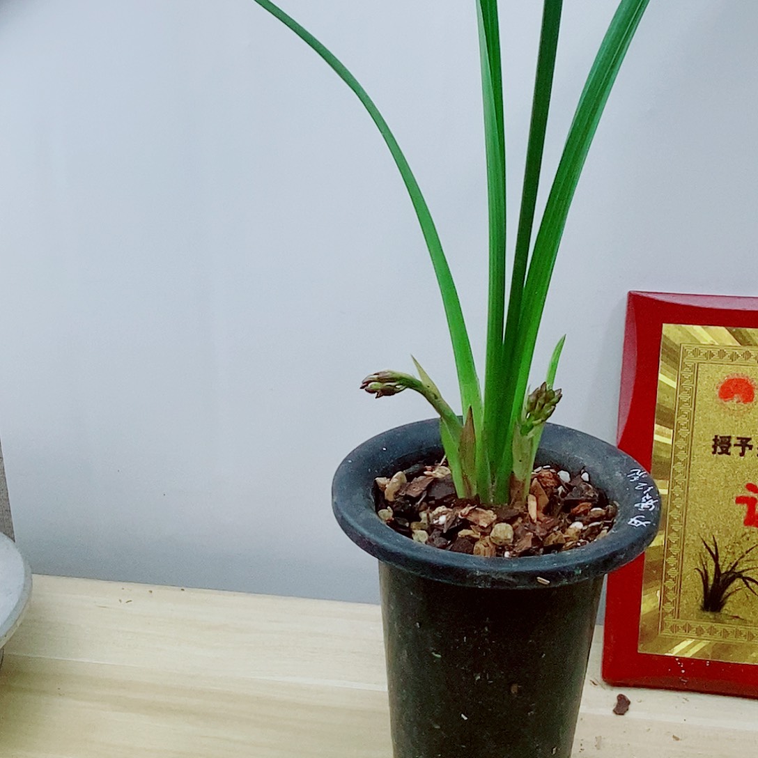 当前无花栽培后可以开花