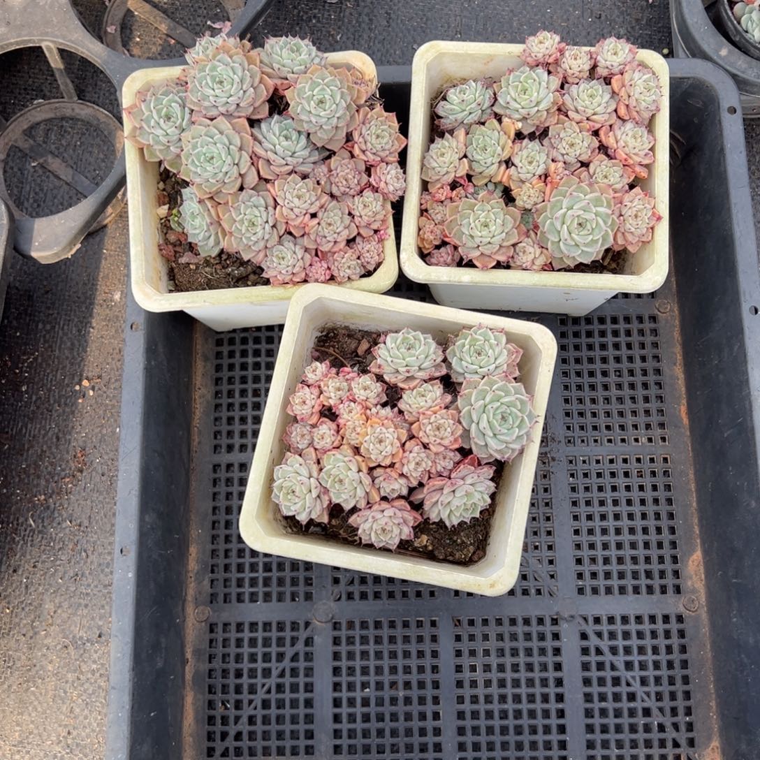 纱罗姬牡丹008号，图中任意一颗，尺寸10+