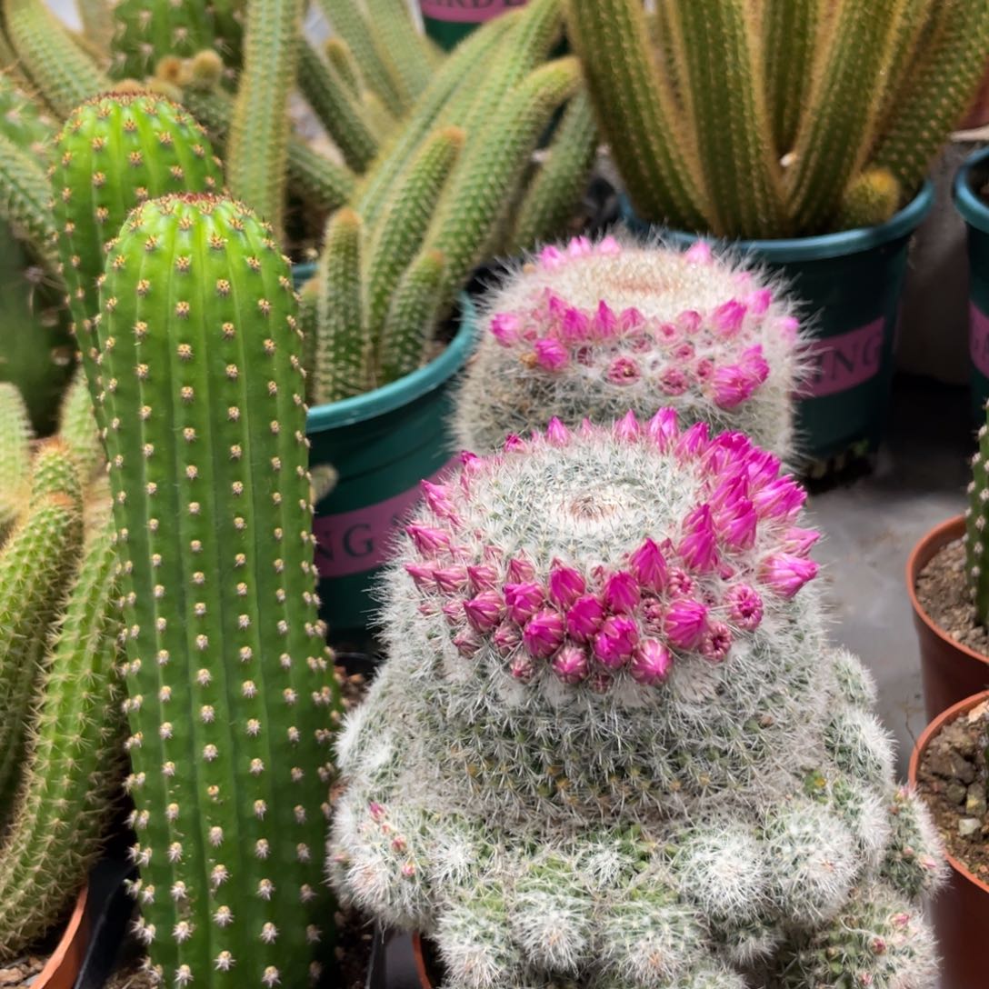 实生玉翁多头一物一拍1