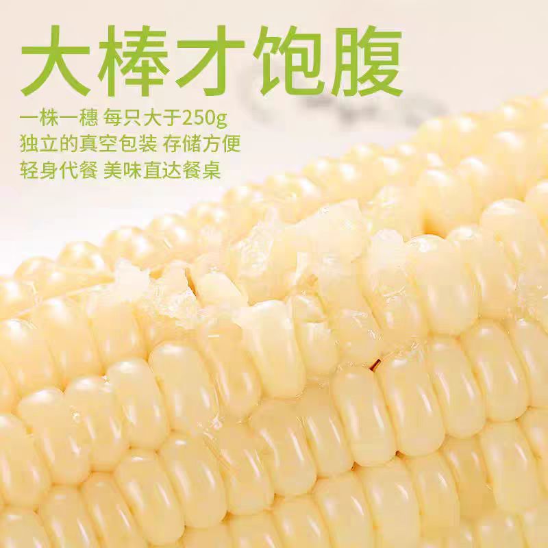 奥利施新鲜白糯玉米真空包装香甜可口非即食粘玉米