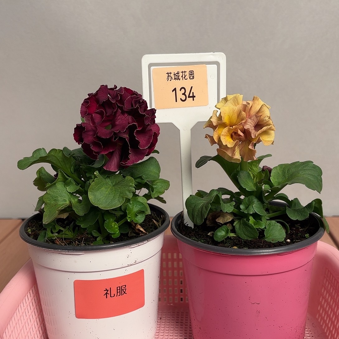 大部分开放少量花苞134