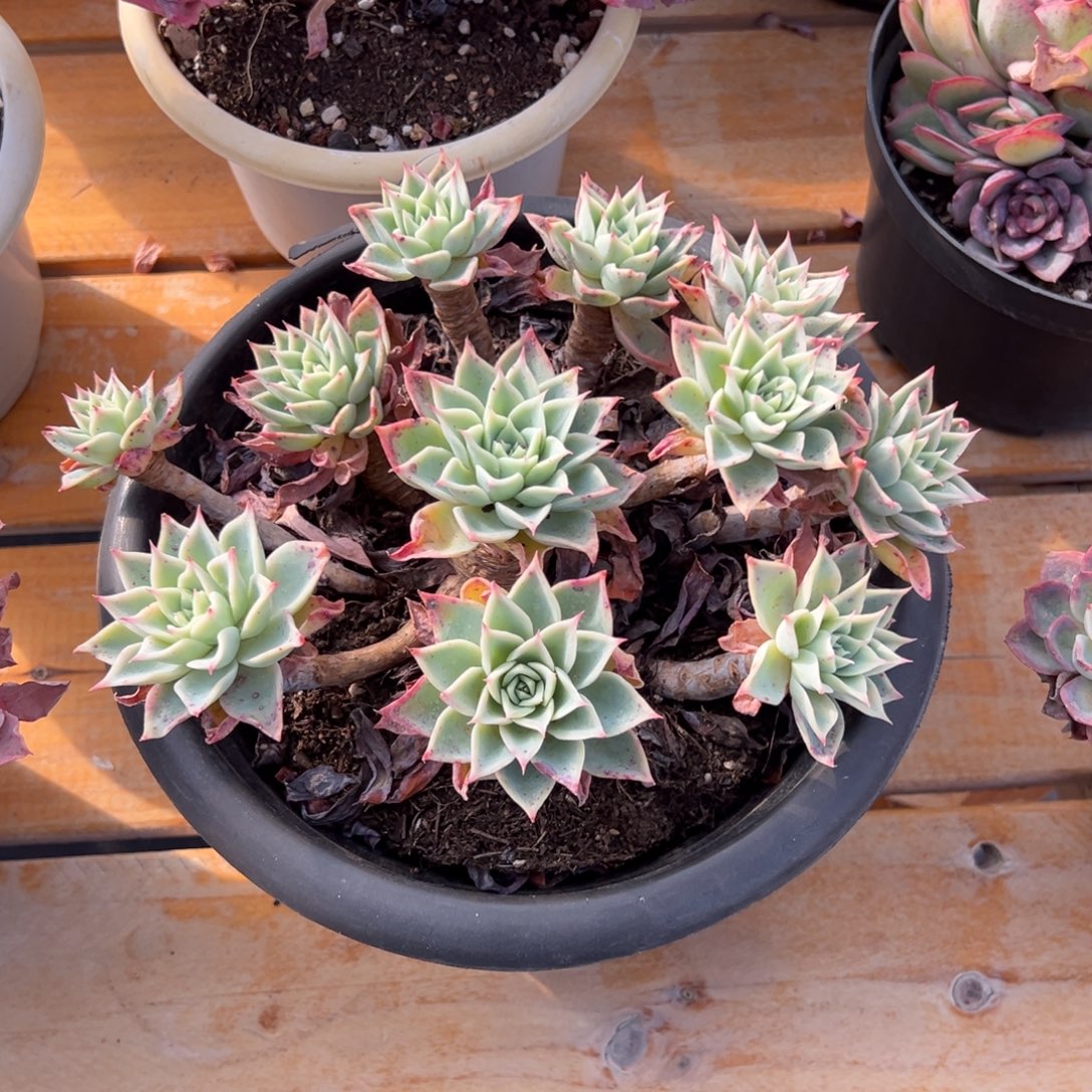 多肉三色堇【非偏远地区满18包邮】