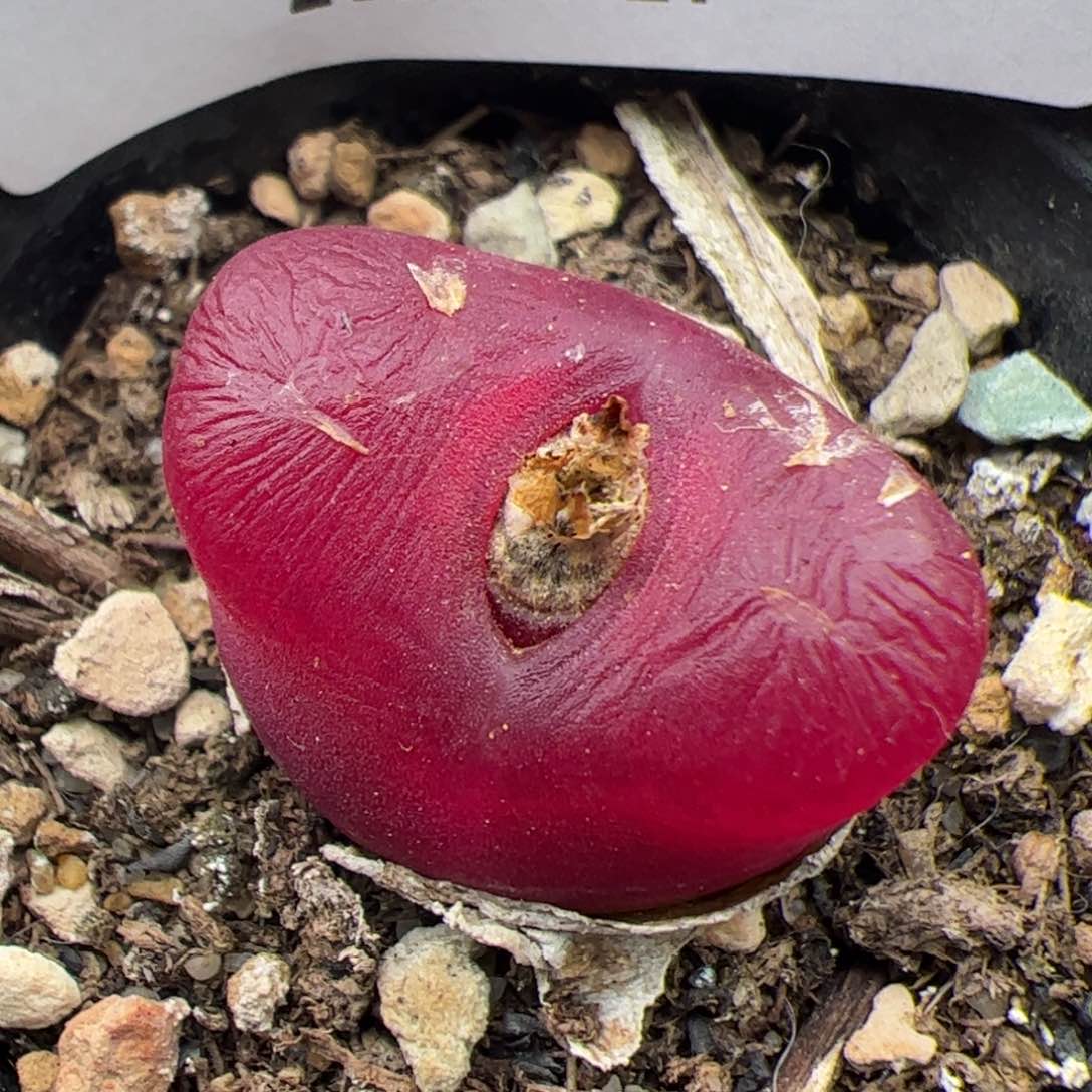 0497号毛毛多肉植物