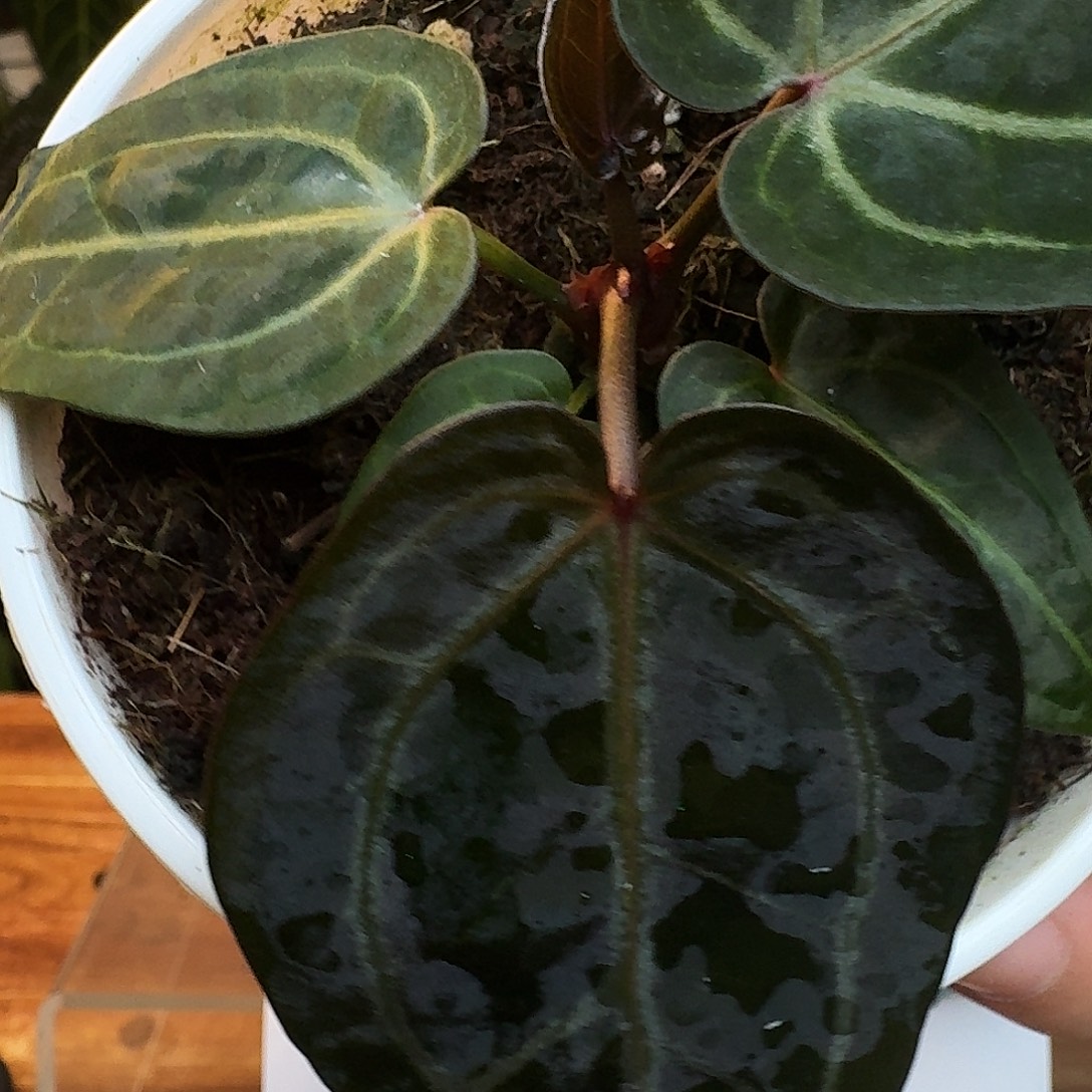 完全开放H92籽播紫水晶