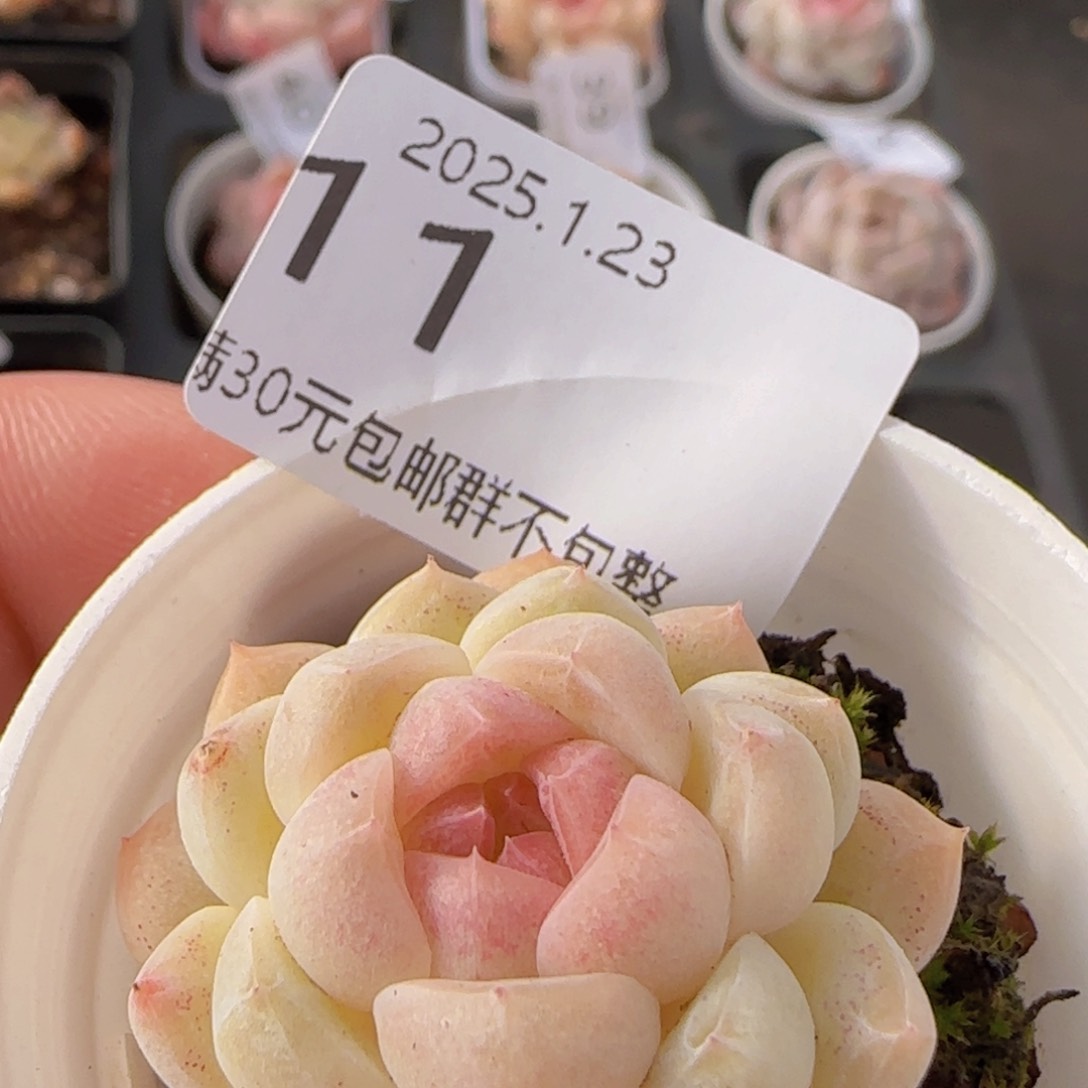 白桃汽水单头一颗脱土