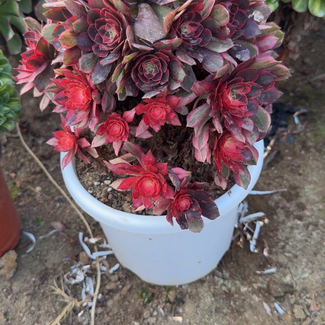 669黑魔锦。多肉植物