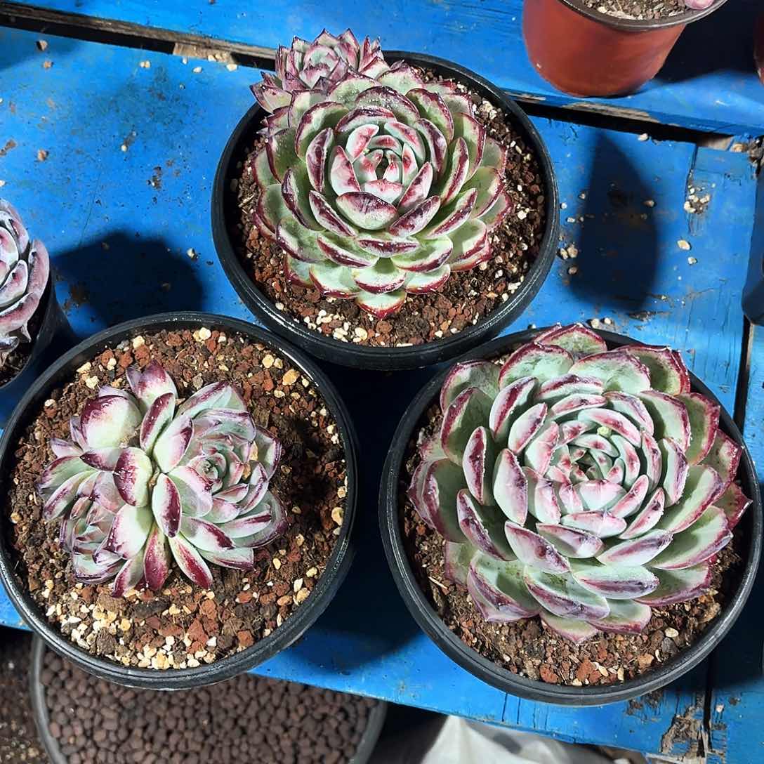 紫拉糖群多肉植物