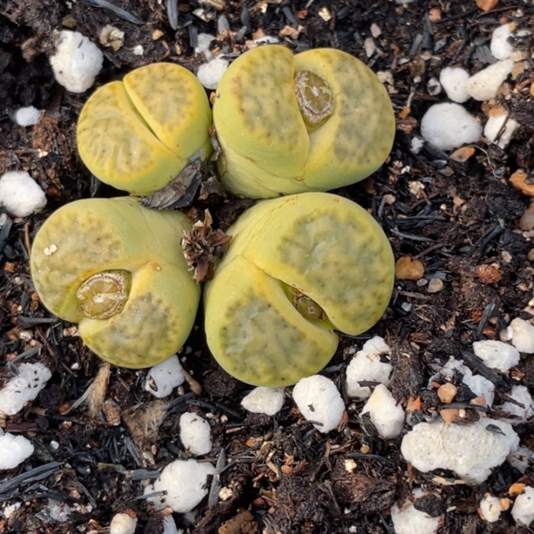 非偏远满20包邮528