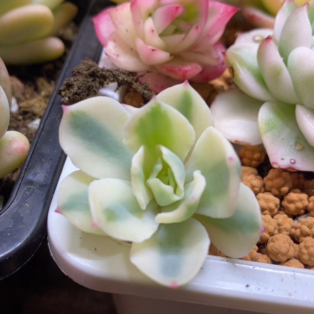 海啸锦 多肉植物