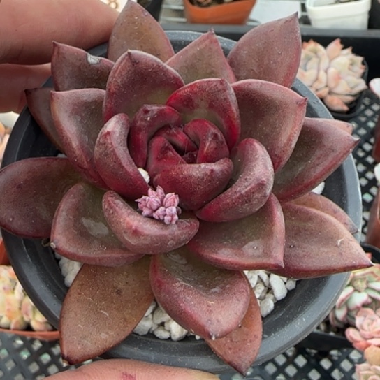 190丰沛玫瑰。 一物一拍多肉