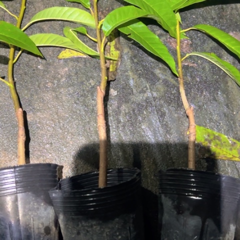 豪***杰金钻凤梨25962683793787