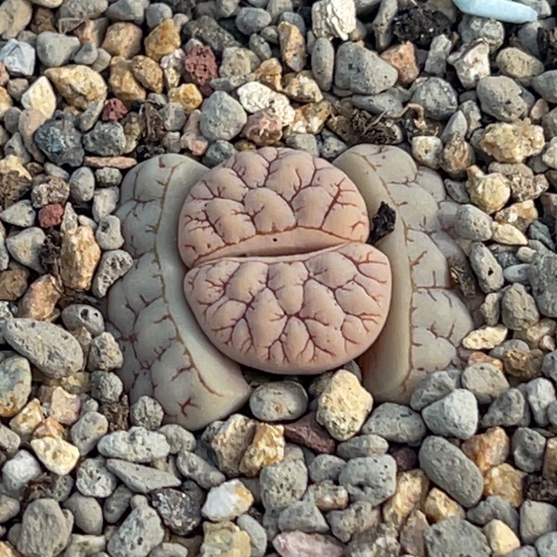 7470红纹凹凸189一颗