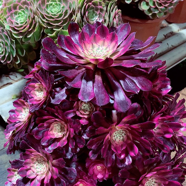 红超白，多肉植物