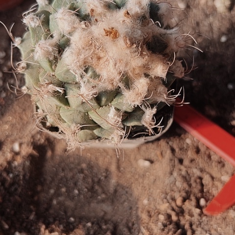 2795木心根仙人球的