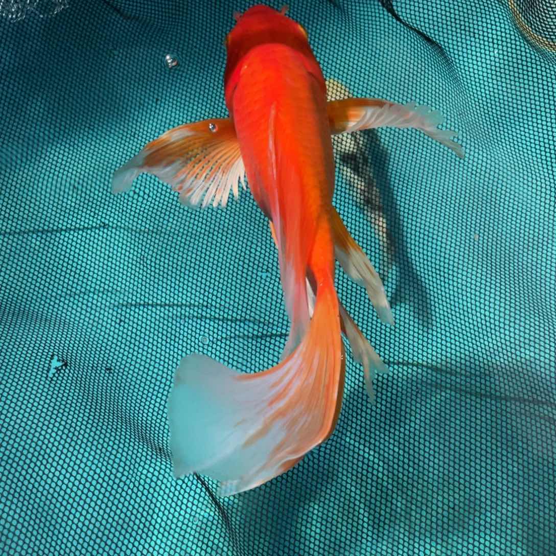 锦鲤锦鲤包邮蝴蝶鲤鱼