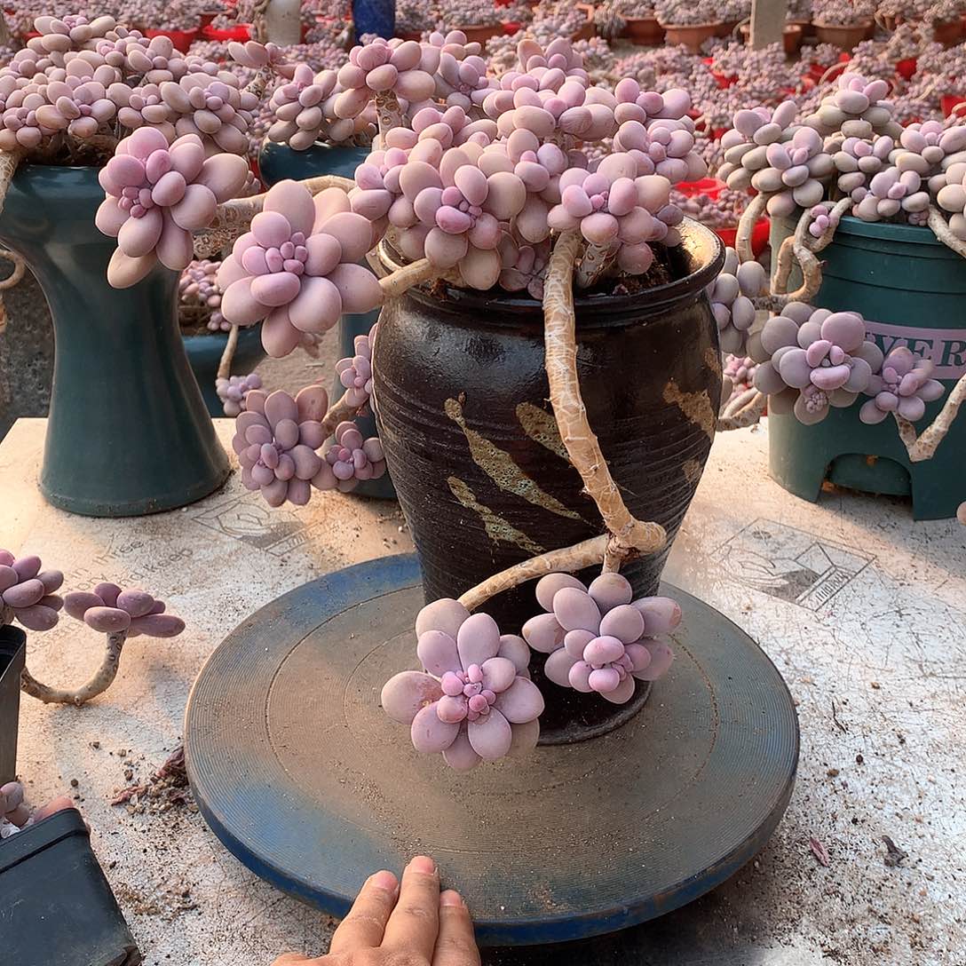 46一物一拍桃蛋老桩