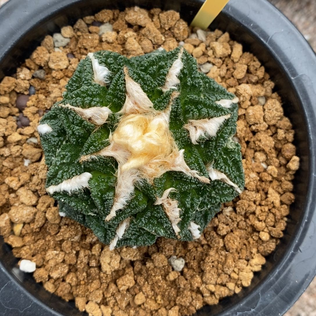 自根辛顿6cm福利牡丹
