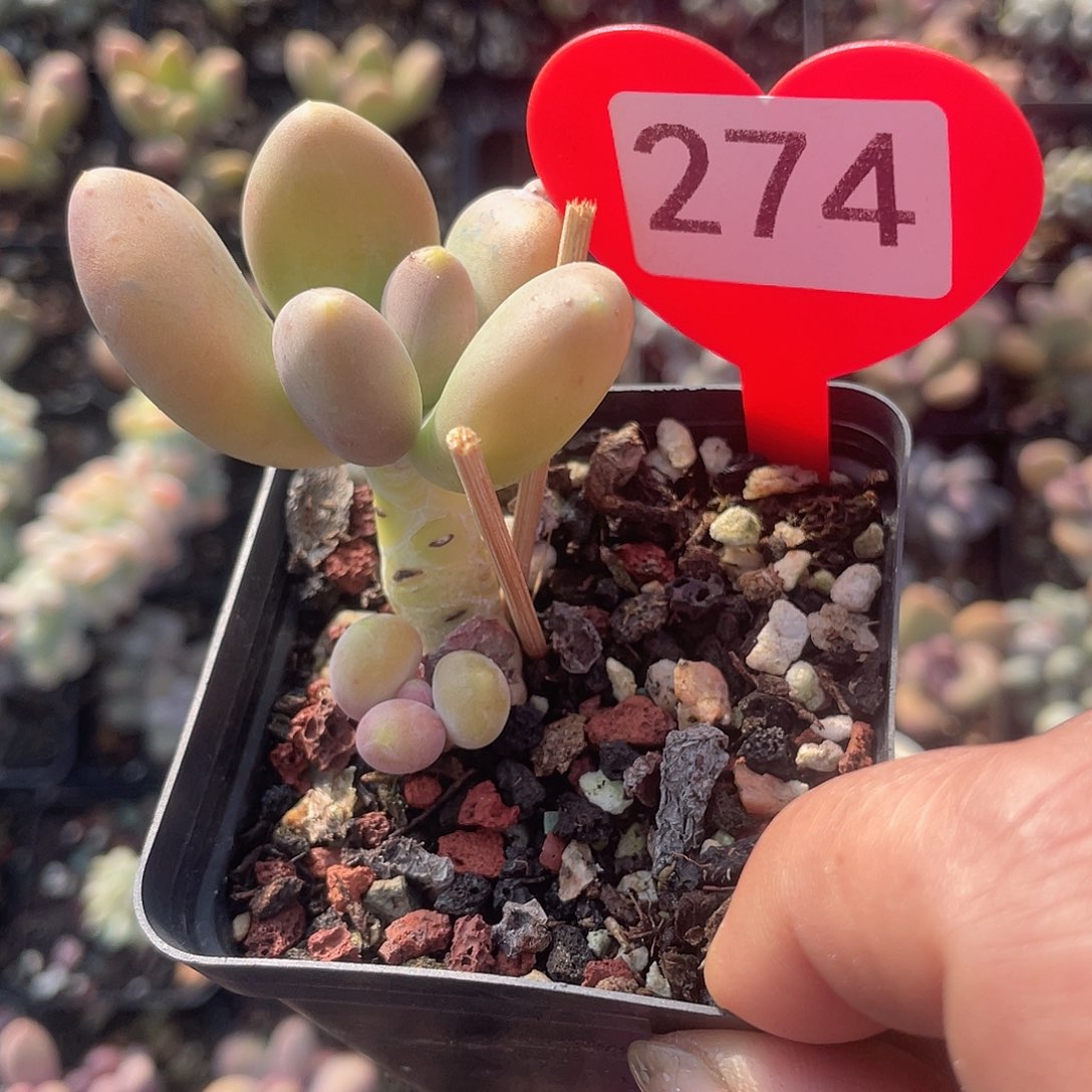 芒果奶 脱土发货 7口盆